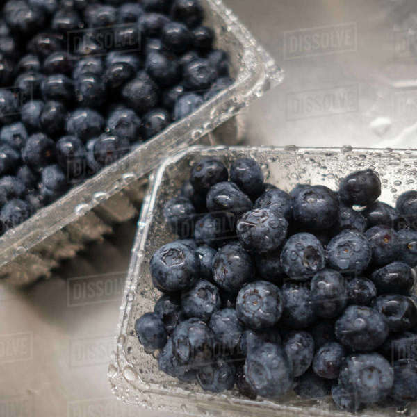 Wet blueberries in sink Stock Photo Dissolve