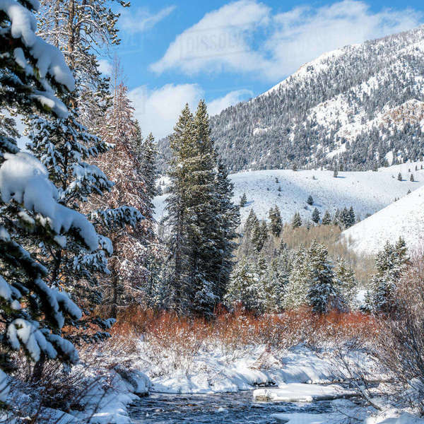 Snow on mountain and pine trees in Sun Valley, Idaho Stock Photo Dissolve