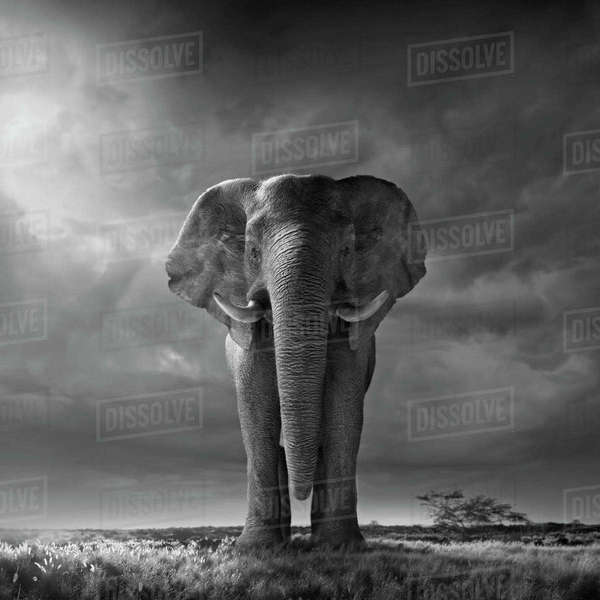 Africa, African elephant in savannah Stock Photo Dissolve