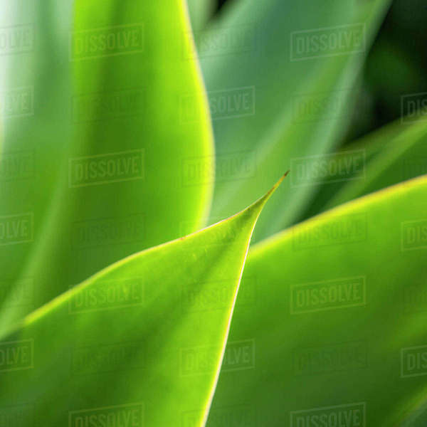 Closeup of thorn on leaf Stock Photo Dissolve