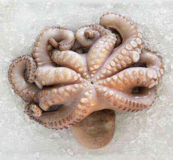 Fresh octopus on ice Stock Photo Dissolve