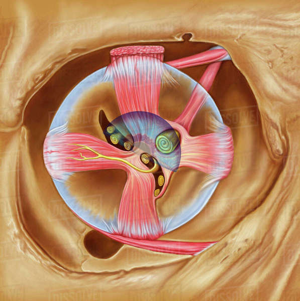 Abducent nerve in the orbit with lateral rectus muscle. - Stock Photo