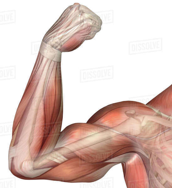 Illustration of a flexed arm showing human bicep muscle. Stock Photo