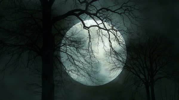 Spooky moon night sky and tree silhouette background - Stock Video