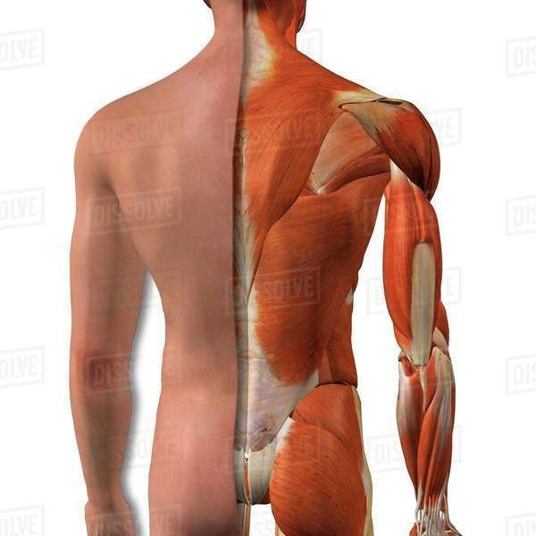 Crosssection anatomy of male buttocks and back muscles Stock Photo
