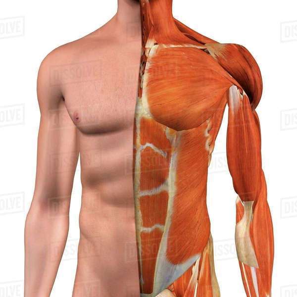 Crosssection anatomy of male chest , abdomen and groin muscles Stock