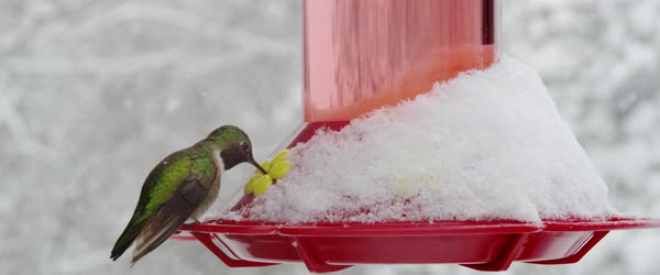 Snow Falling As An Iridescent Green Hummingbird Drinks At A Bird