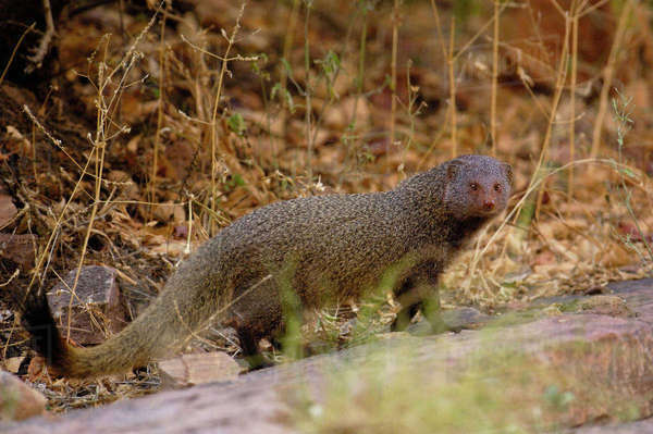 Ruddy Mongoose (Herpestes smithii) Ranthambhore National Park