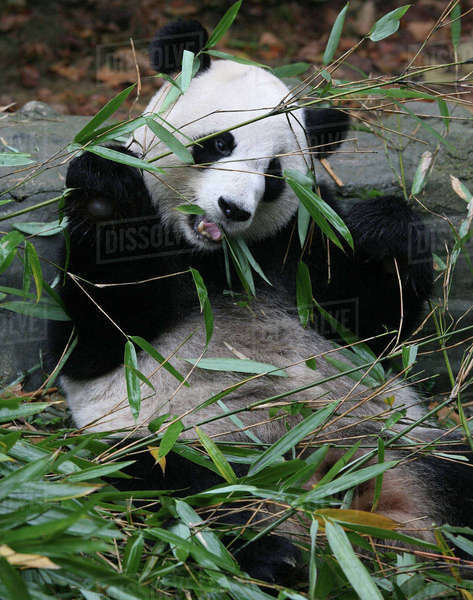 Giant pandas at the Giant Panda Protection & Research Center near