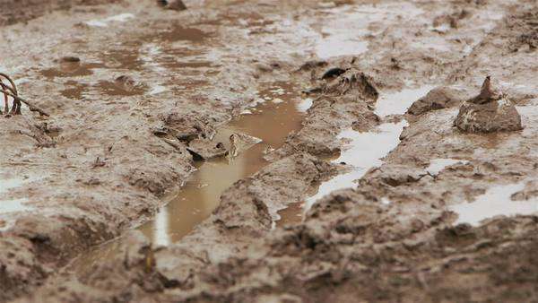 Mud Puddle