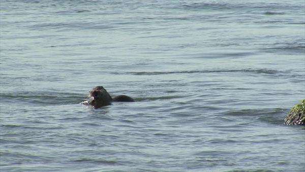 Sea otter hunting and eating fish in to the water - Stock Video Footage