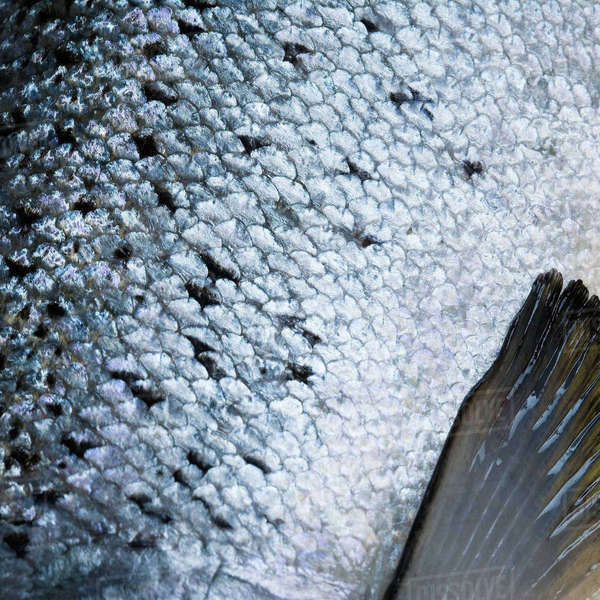 Fish, closeup Stock Photo Dissolve