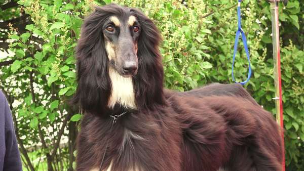 Afghan Hound Breed Greyhounds Stock Video Footage Dissolve