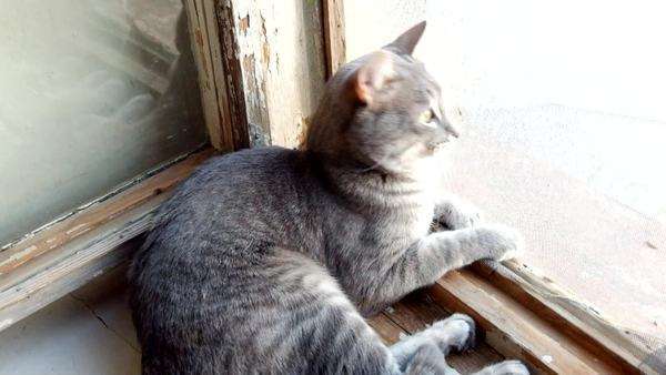 Striped Gray Cat With Yellow Eyes Sitting On The Window A Cat