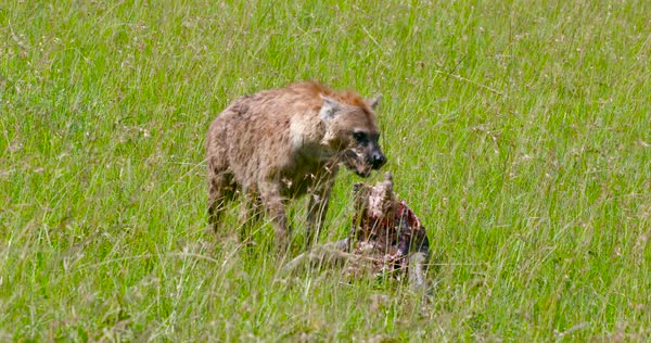 Spotted Hyena Feeding On Carcass In Tall Grass, Maasai Mara, Kenya
