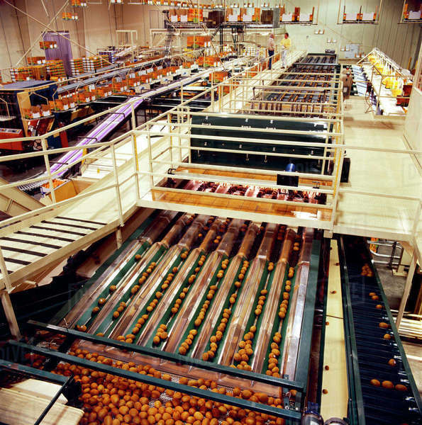 Agriculture Kiwi packing plant / Bakersfield, California, USA