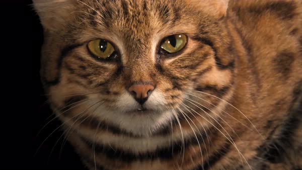 A black-footed cat (Felis nigripes) named Chase at the Riverbanks