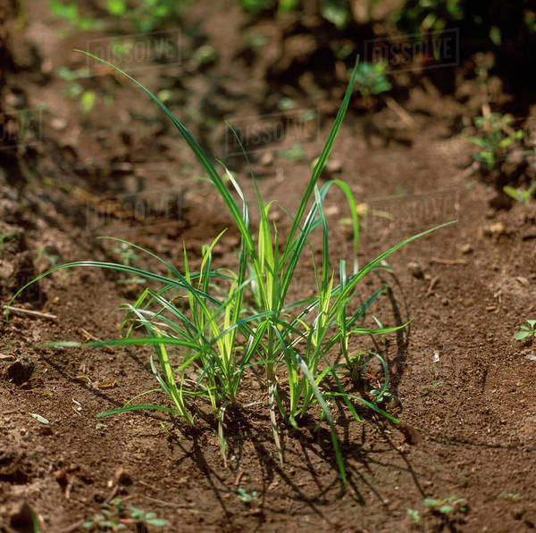 Agriculture Weeds, Yellow Nutsedge (Cyperus esculentus) aka. Nut