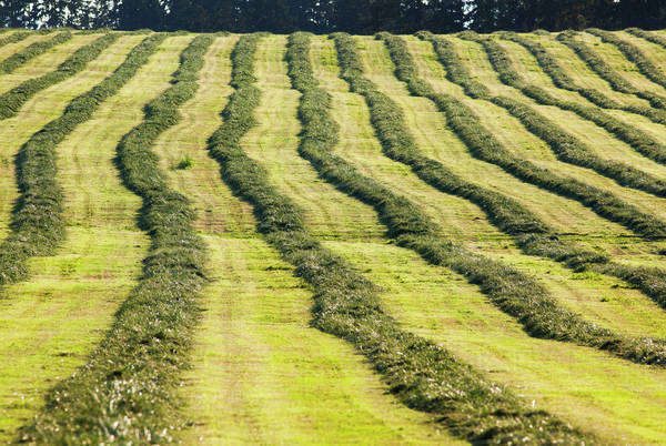 A Field Of Freshly Mowed Hay Forms Vertical Lines In A Field In The 