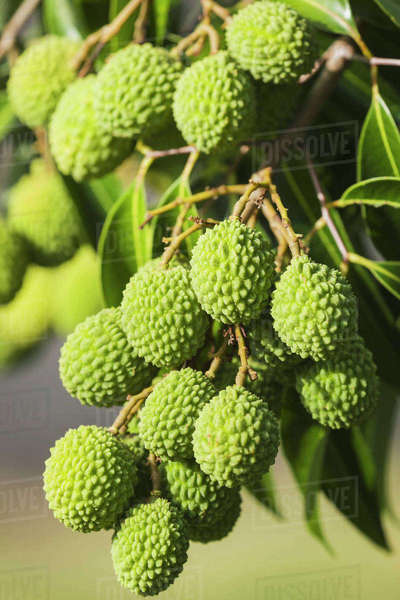 Green lychee (Litchi chinensis) in commercial orchard in South Kona
