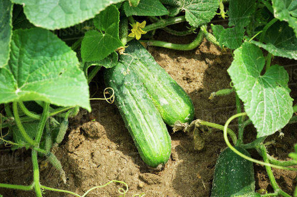Close up of cucumbers growing in cucumber field, near Federalsburg