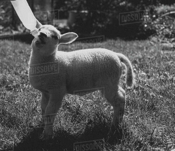 Lamb drinking milk from bottle on grass Stock Photo Dissolve