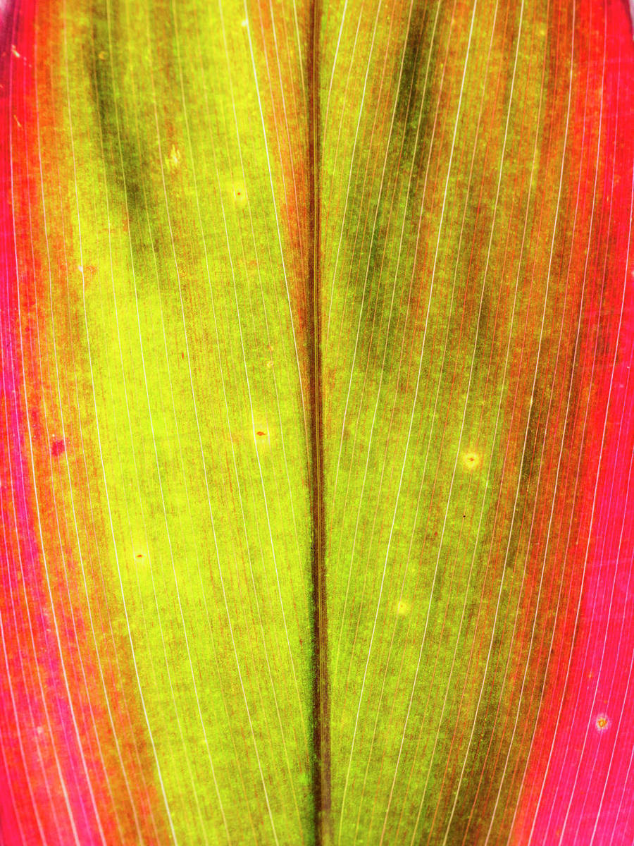 Close up of leaf Stock Photo Dissolve