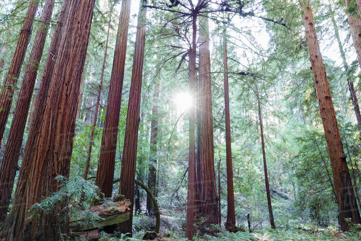 Usa California Muir Woods National Park Tall Trees In Forest Stock Photo Dissolve