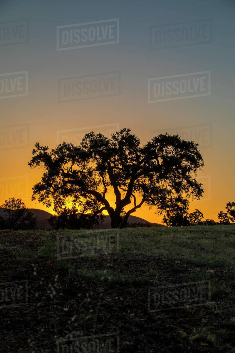 Silhouette of tree in field at sunset in Santa Margarita, California