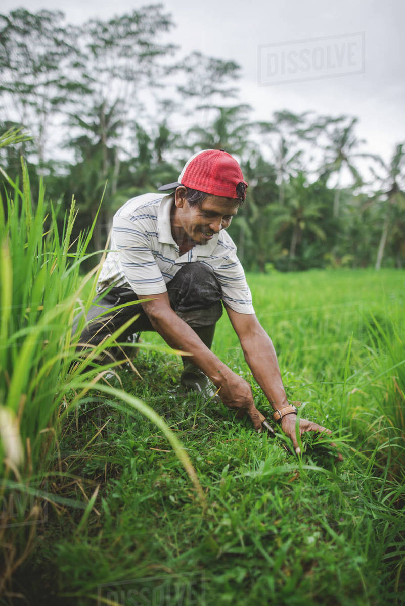 Farm worker using scythe in Bali, Indonesia Stock Photo Dissolve