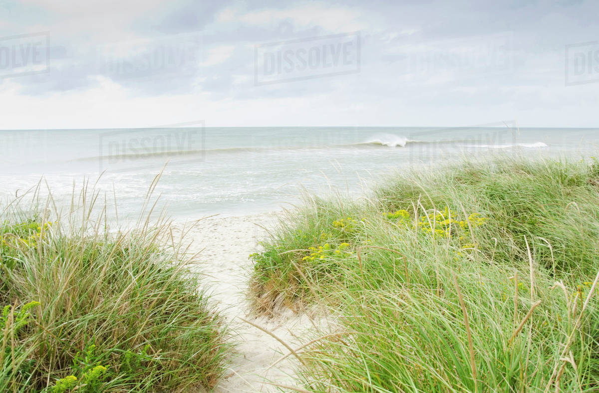 Sandy beach overgrown with marram grass Stock Photo Dissolve