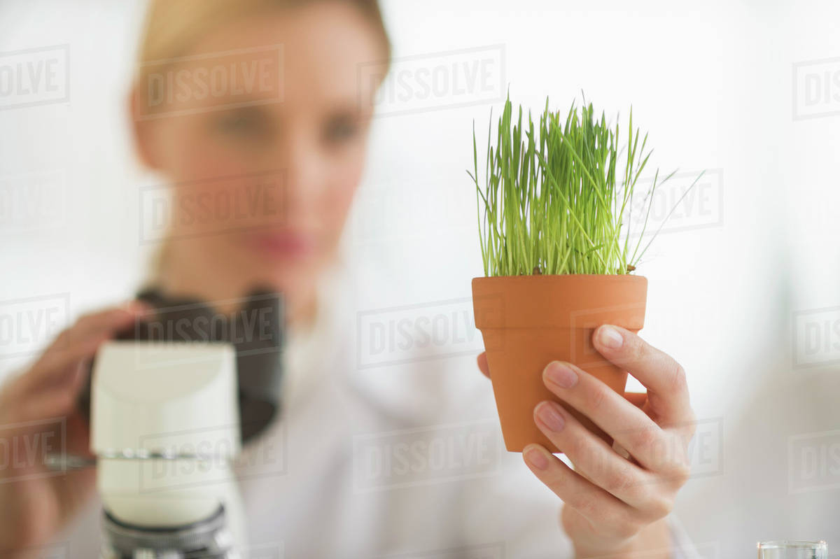 Scientist examining wheatgrass Stock Photo Dissolve