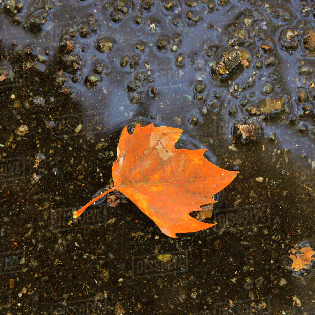 Fallen leaf in puddle Stock Photo Dissolve