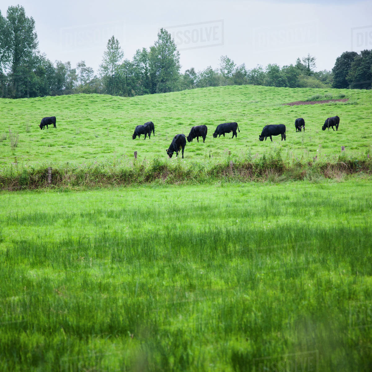 Ireland, County Westmeath, Cows in field Stock Photo Dissolve