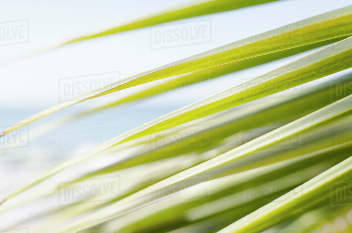 USA, Puerto Rico, Ricon, Palm leaf - Royalty-free Stock Photo | Dissolve