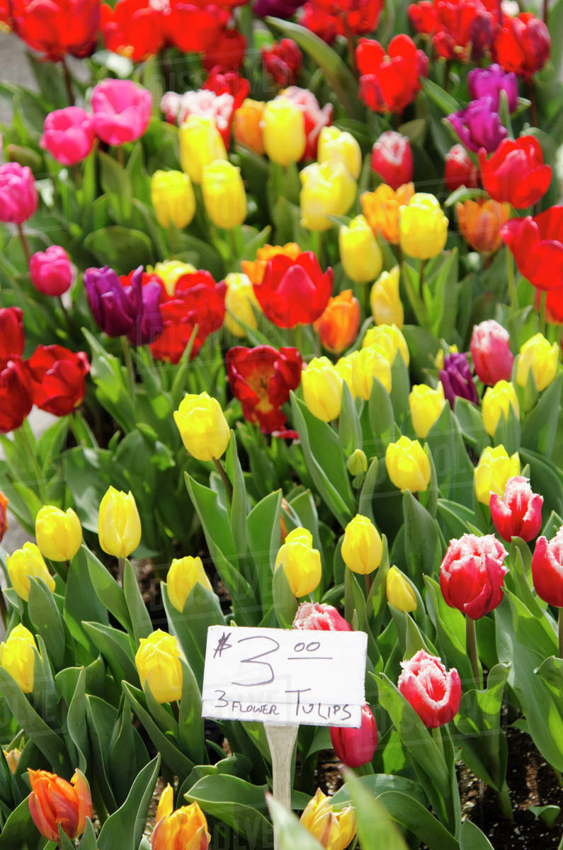 Colorful tulips for sale Stock Photo Dissolve