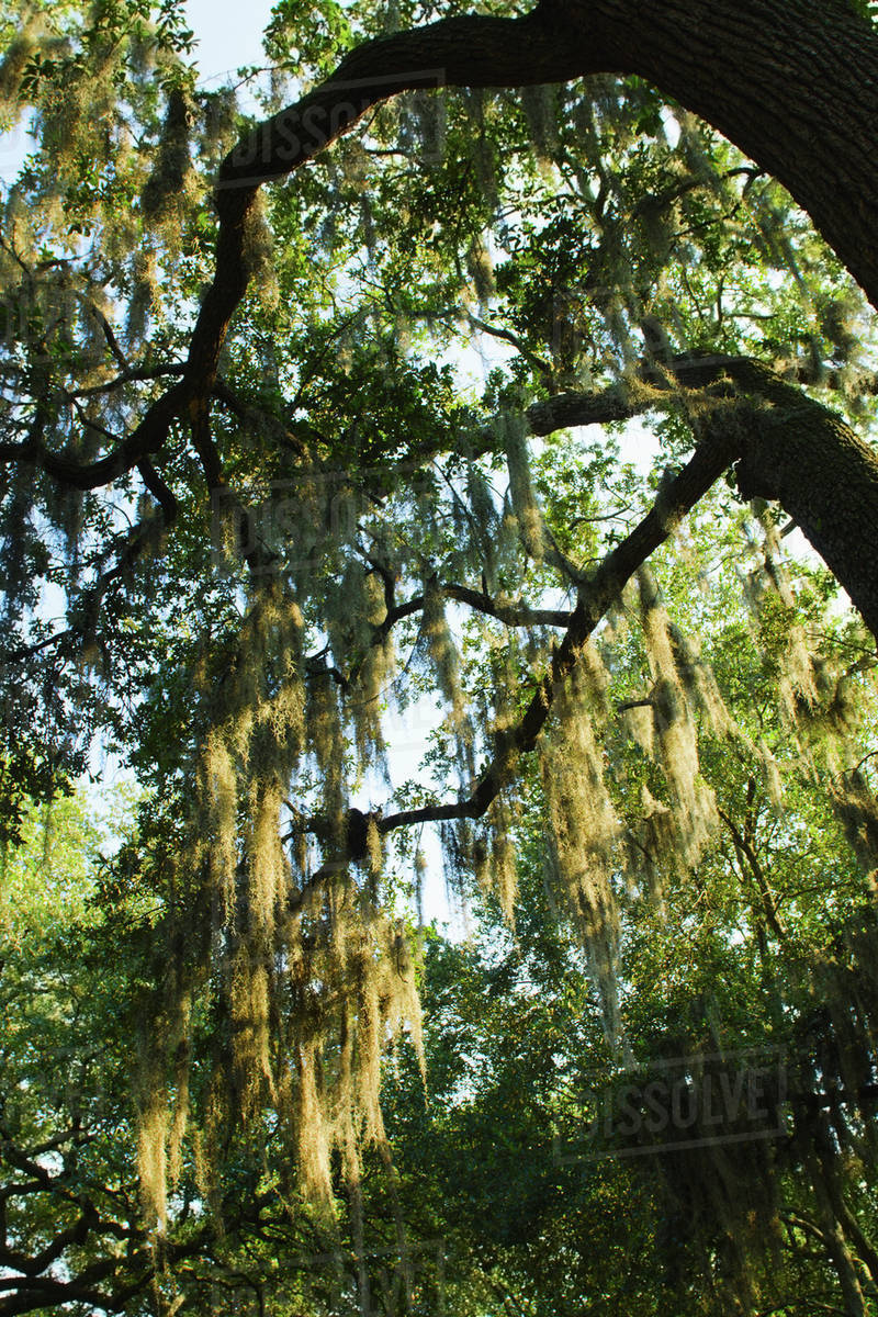 Usa Georgia Savannah Oak Trees With Spanish Moss Stock Photo Usa Georgia Savannah Oak Trees With Spanish Moss