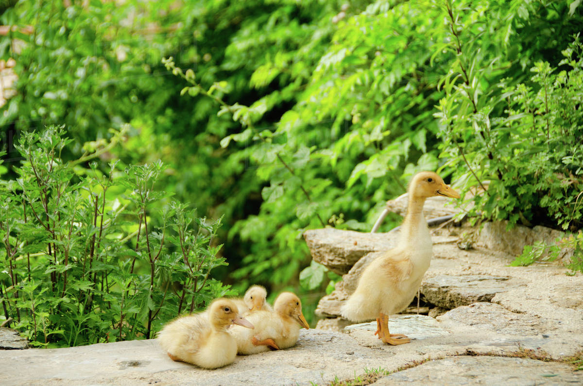 Family of ducks Stock Photo Dissolve