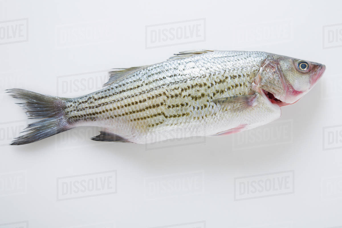 Whole striped bass fish Stock Photo Dissolve