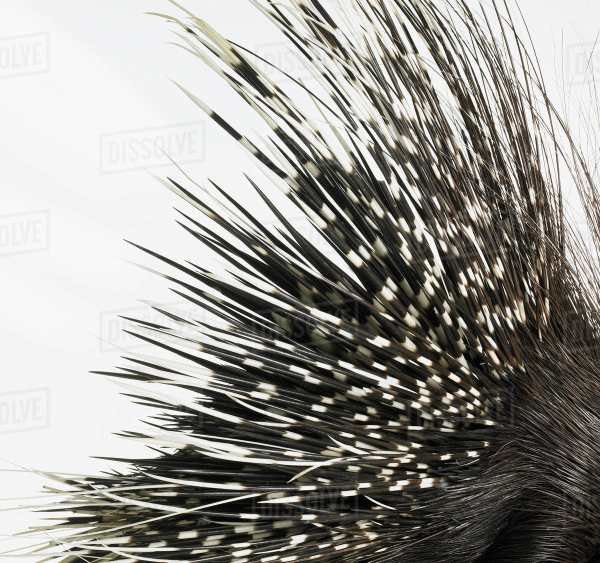 Porcupine quills Stock Photo Dissolve