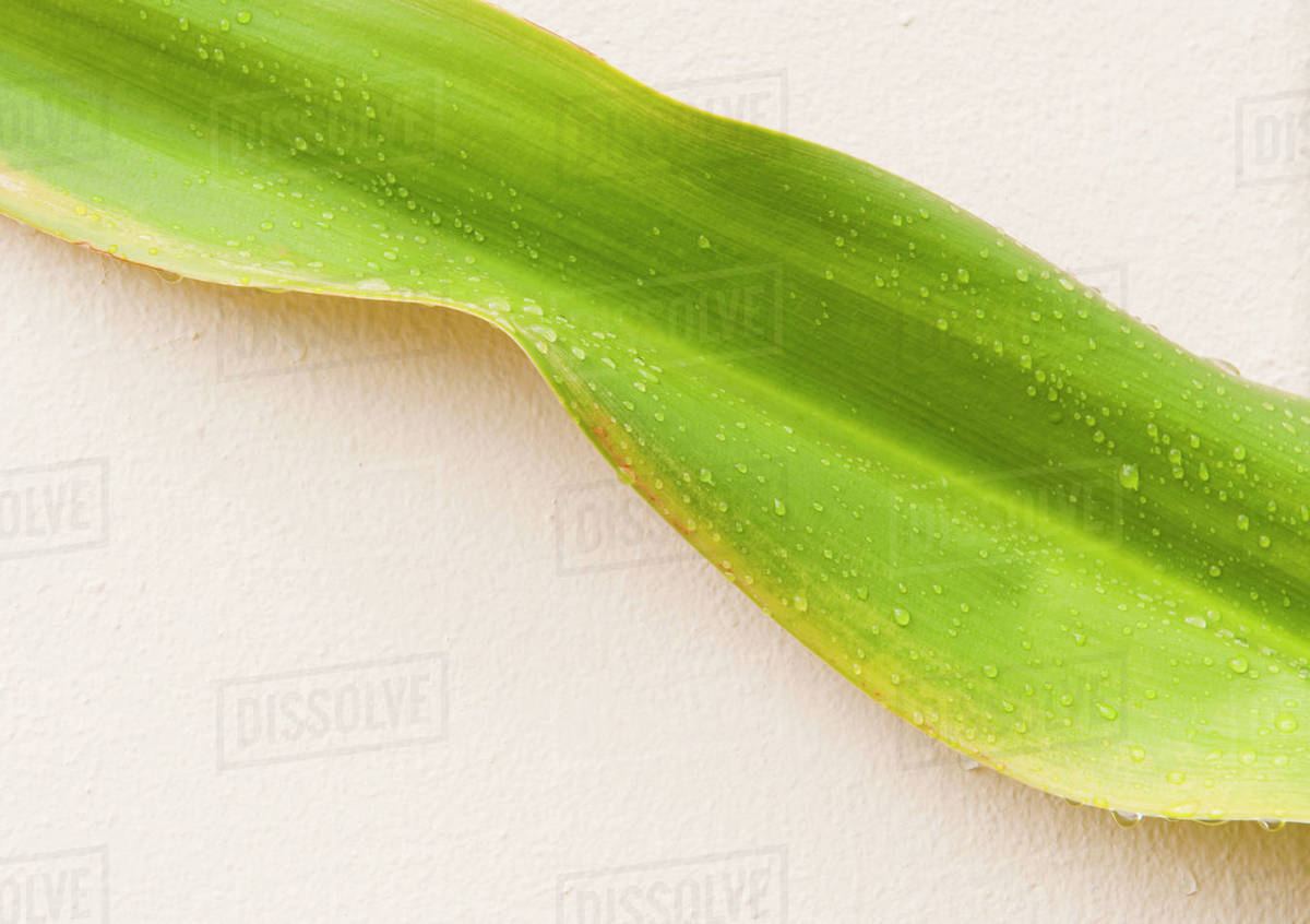 Close up of wet tropical leaf Stock Photo Dissolve