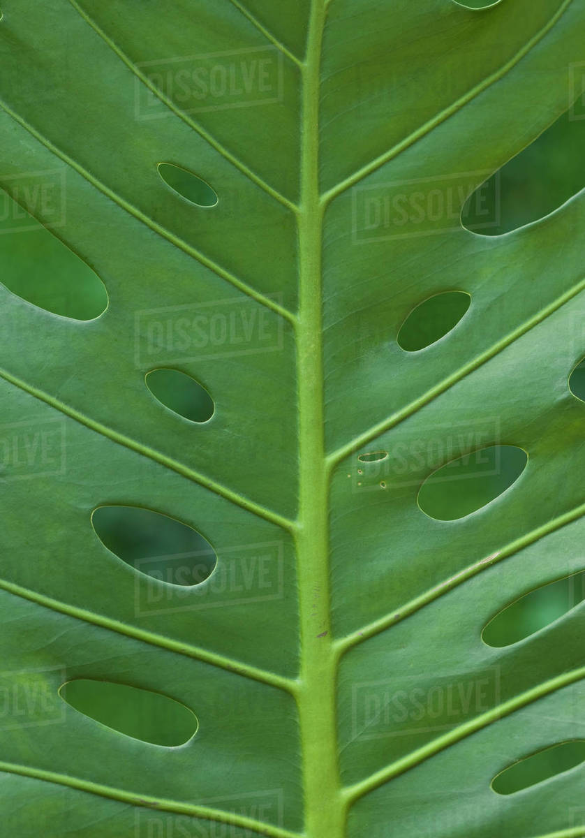 Close up of tropical leaf Stock Photo Dissolve