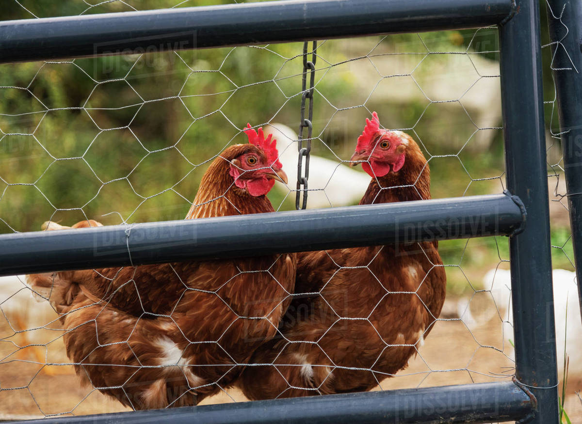 USA, Maine, Knox, Two chickens standing behind fence Stock Photo