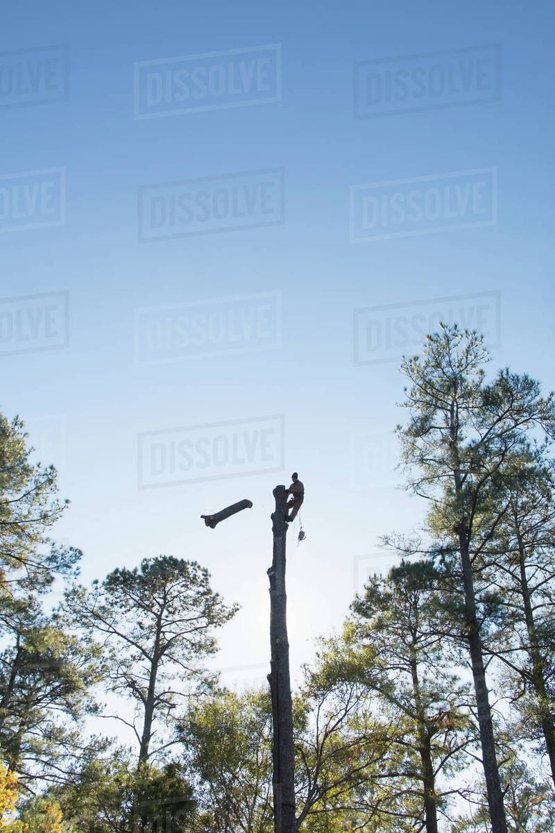 Usa North Carolina Silhouette Of Man Cutting Down Tree Stock Usa North Carolina Silhouette Of Man Cutting Down Tree