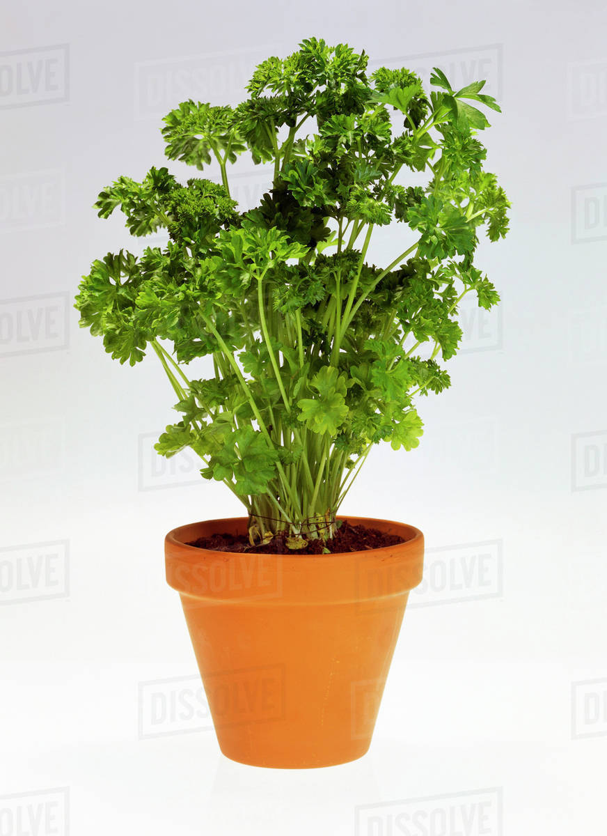Parsley Plant In Pot at Jose Elamin blog
