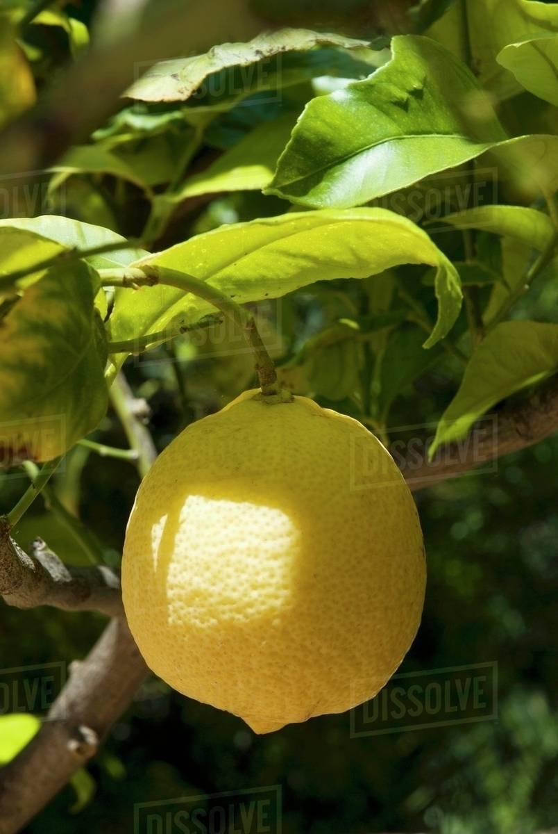 Ripe lemon on the tree (close-up) - Royalty-free Stock Photo | Dissolve