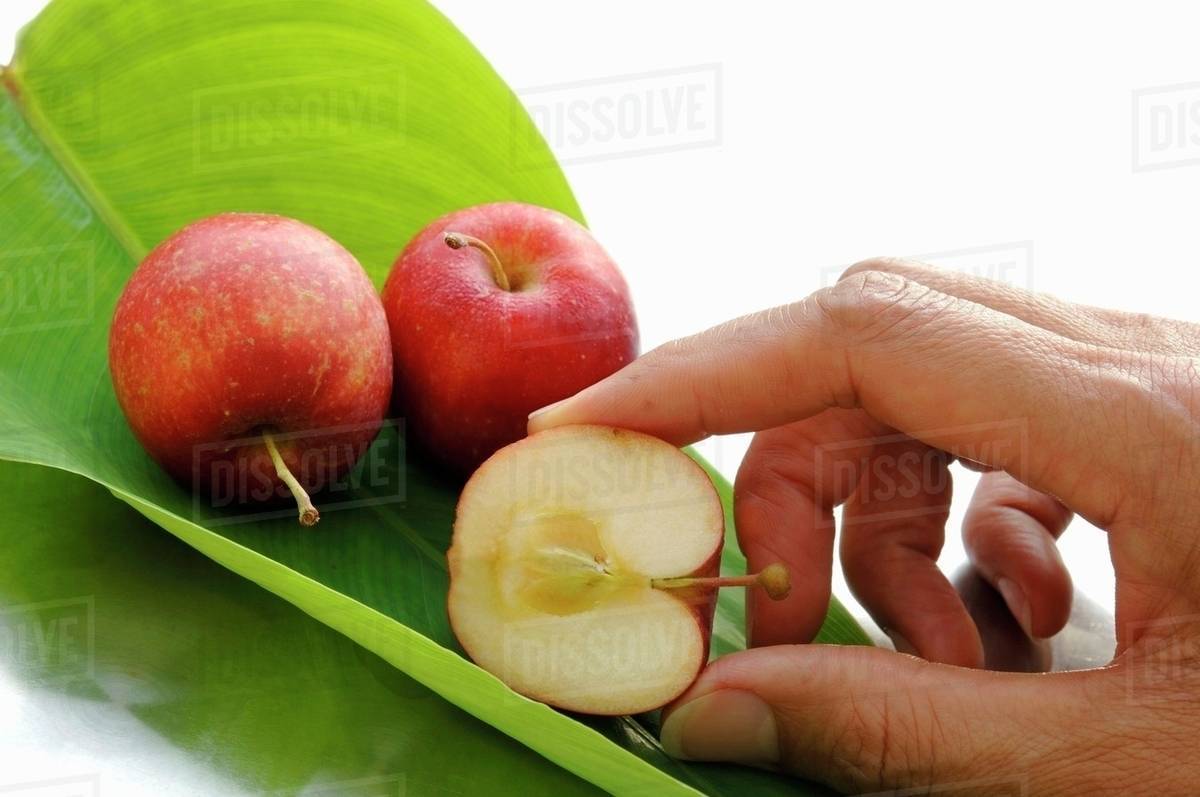 Baby red apples Stock Photo Dissolve