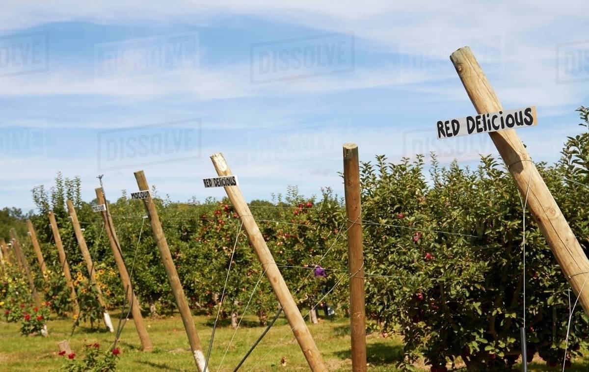 Red Delicious apple trees in an orchard Stock Photo Dissolve