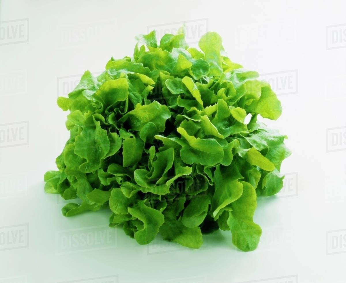 Green oak leaf lettuce Stock Photo Dissolve