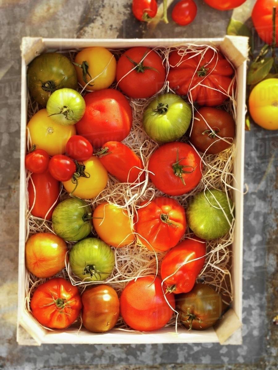 A crate of colourful tomatoes Stock Photo Dissolve